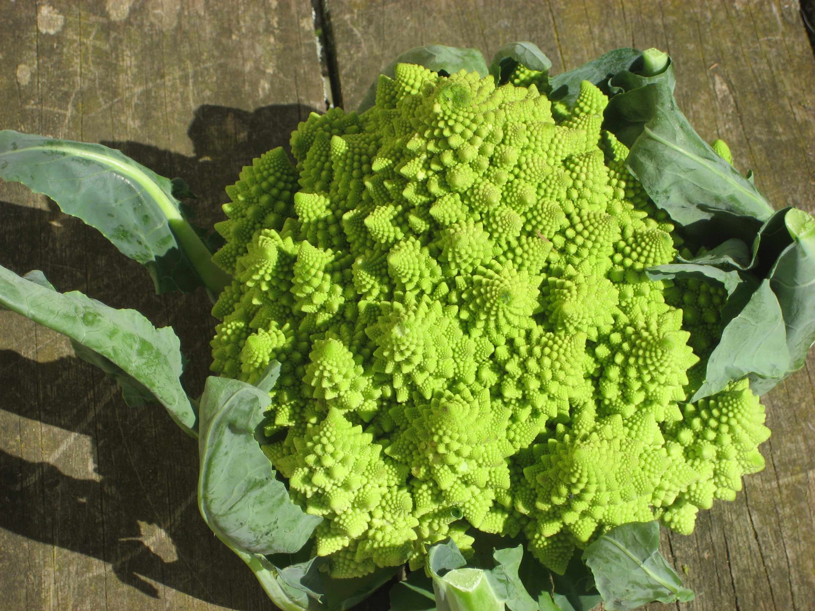 Cauliflower Romanesco