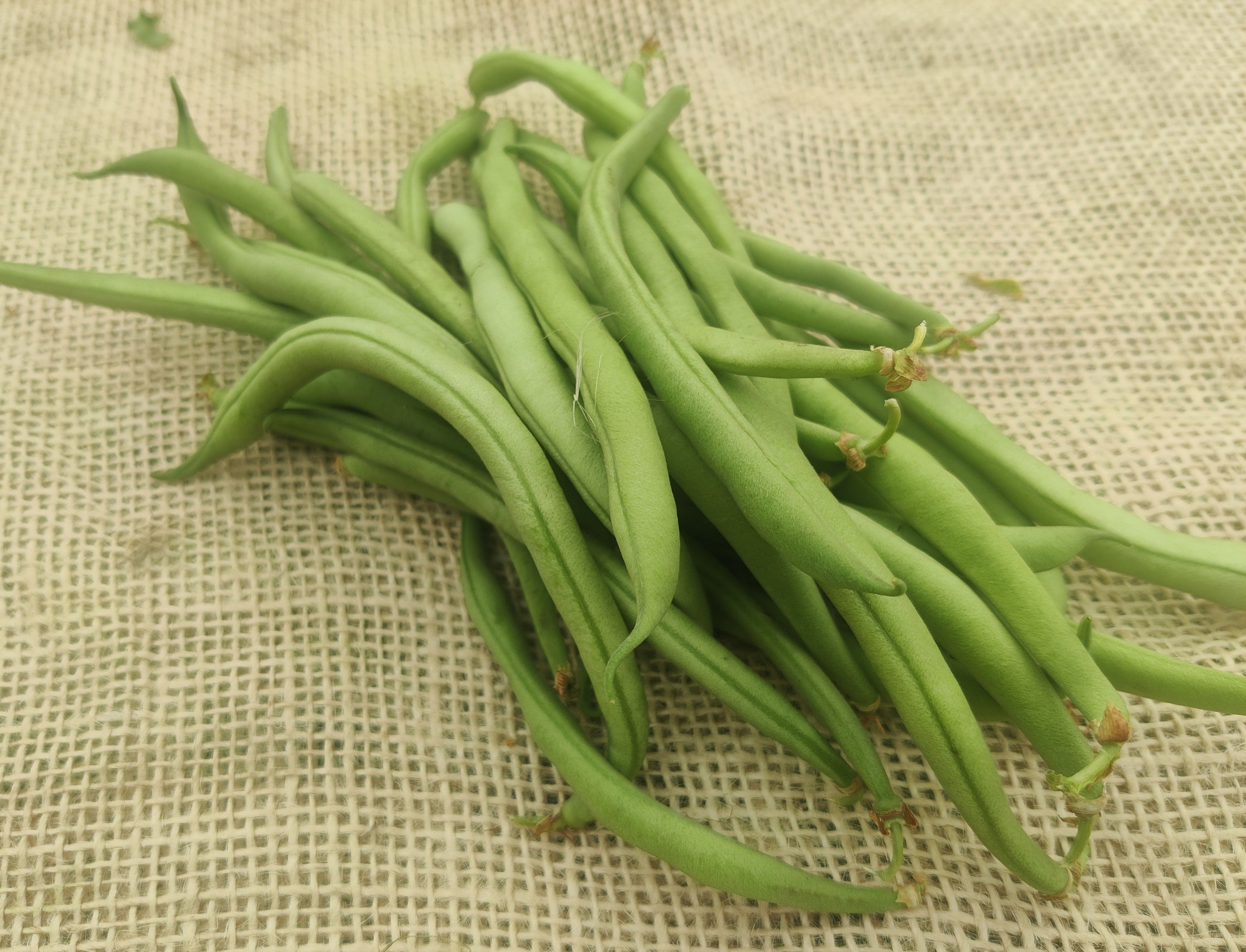 Image of 'Maxi' French Beans (Forty Hall Farm)