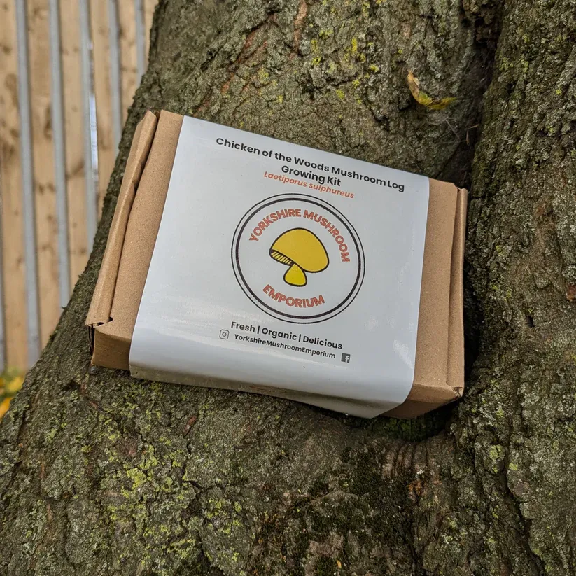 Chicken of the Woods Log Kit