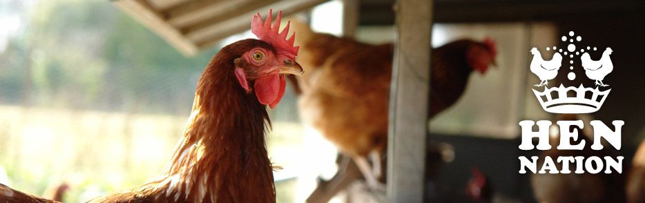 Image of Hen Nation Eggs