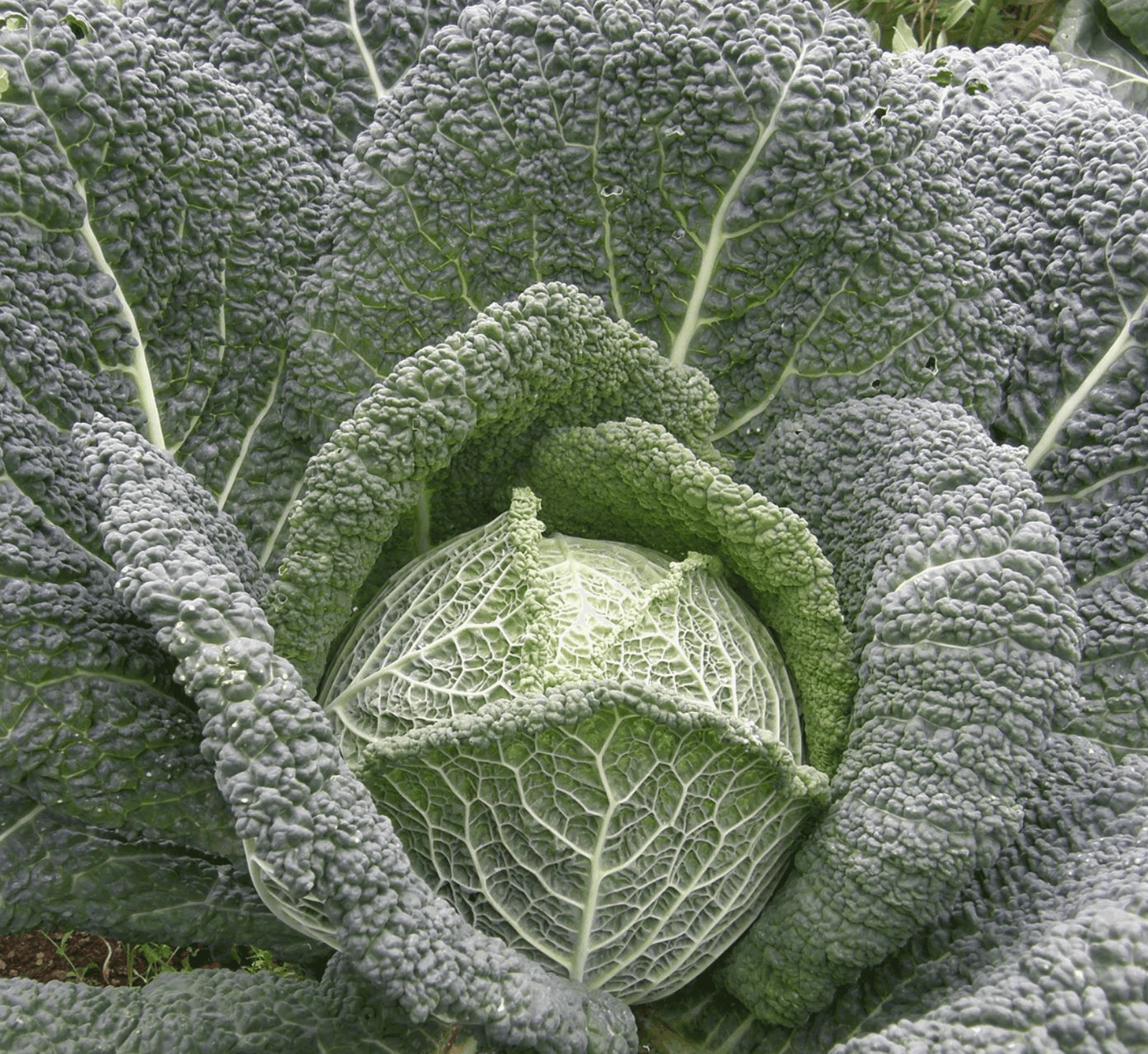 Image of Large Veg Box - 3-4 People
