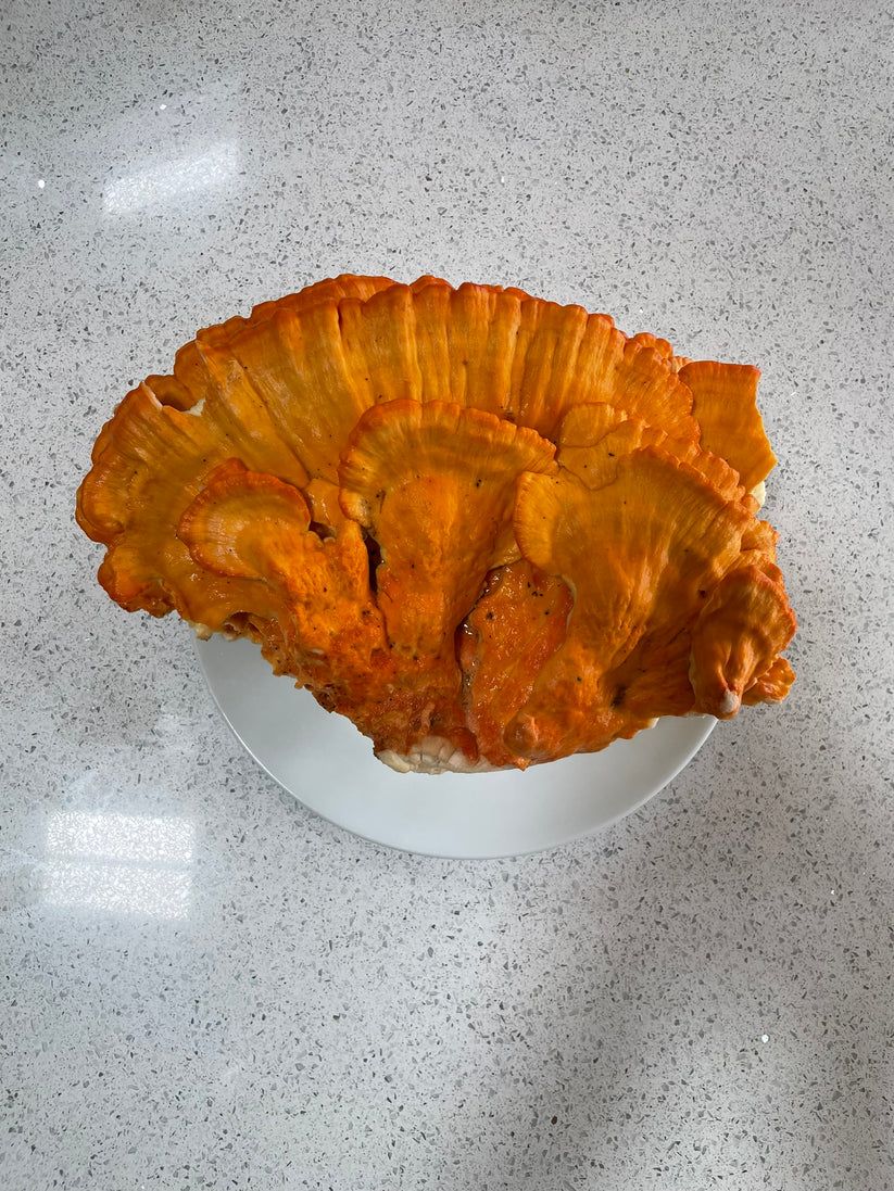 Image of Chicken of the Woods Log Kit