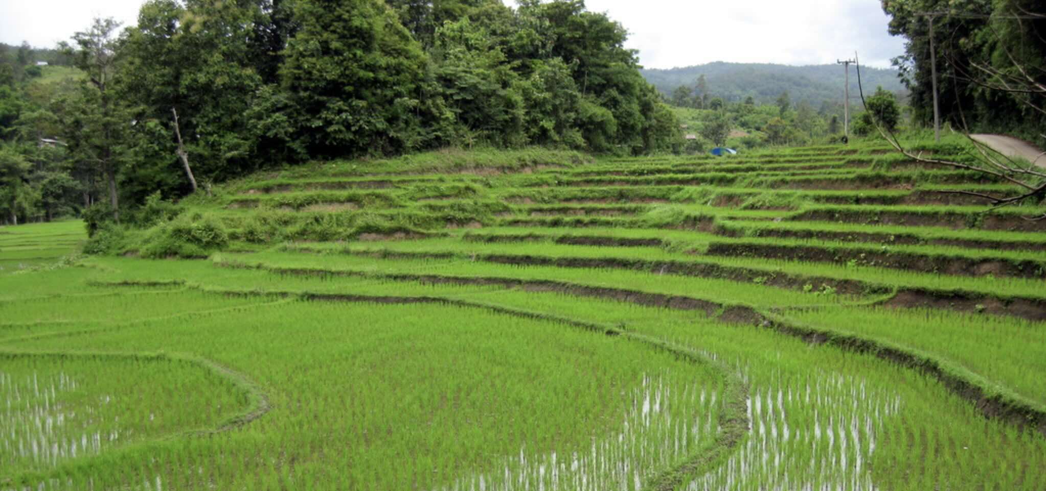 Image of Rice 'Jasmine White' (500g)