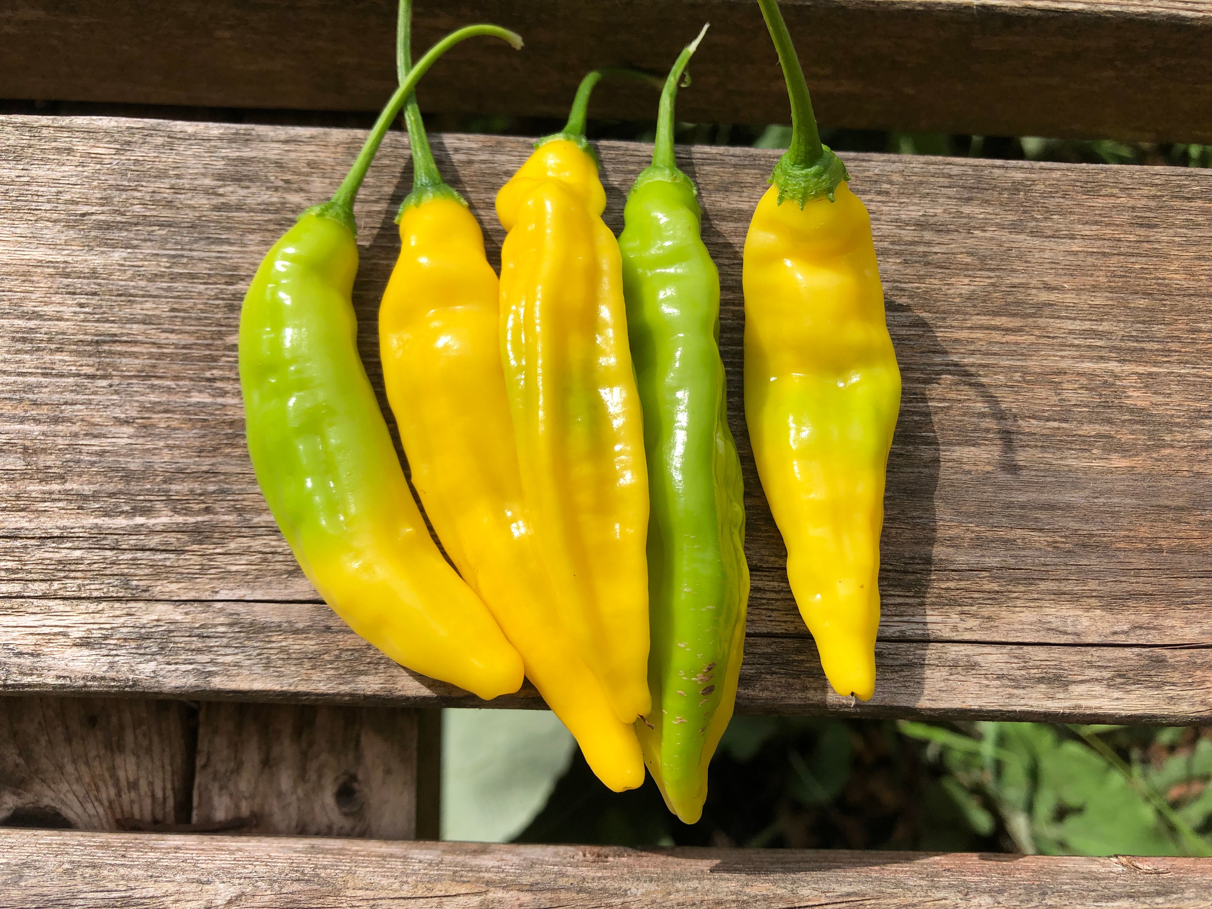 Chilli - Lemon Drop