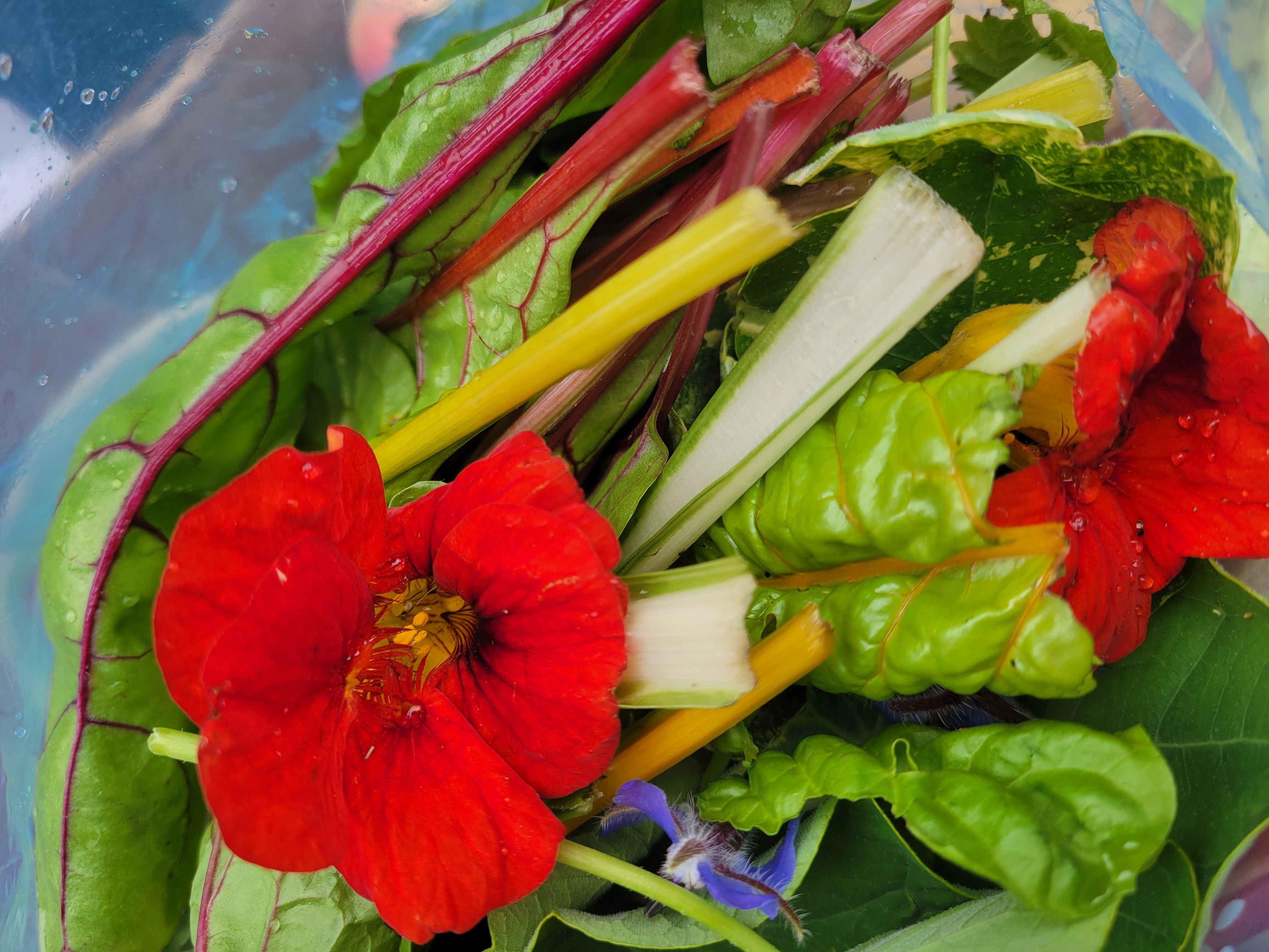 Mixed Chard & Spinach Leaves with Edible Flowers Grown Organically at The Paddock Smallholding