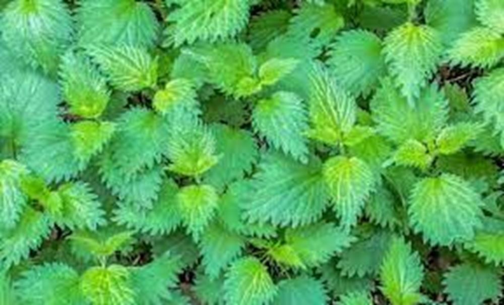 Image of Nettles