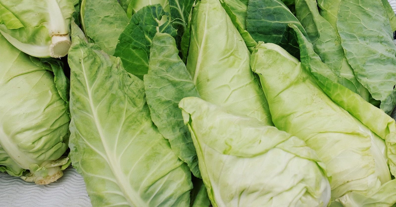 Image of Cabbage, Pointed
