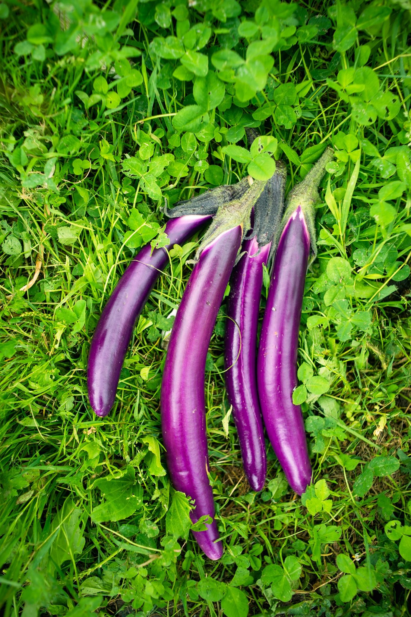 Image of Farmers Long Aubergines