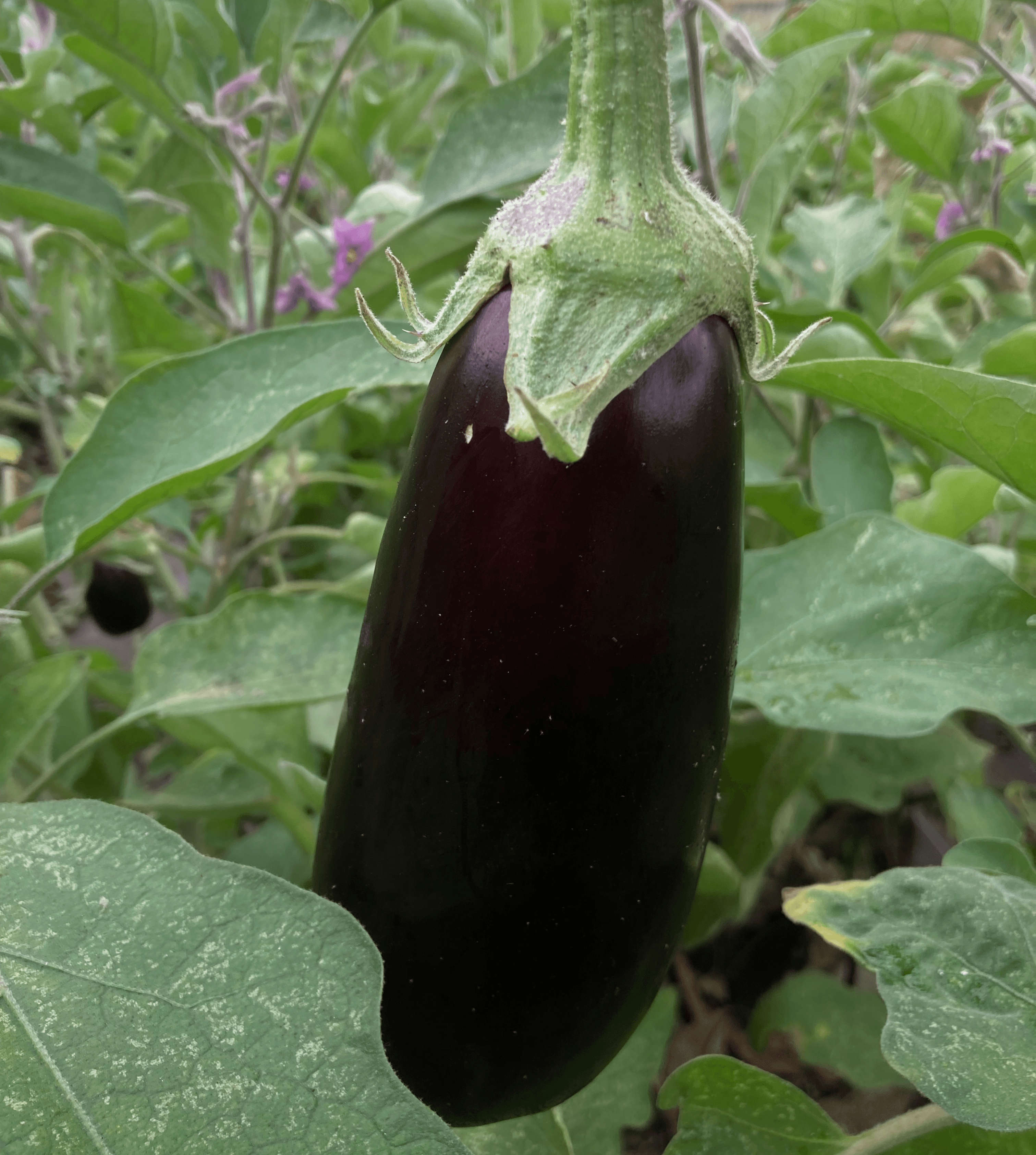 Aubergine (Forty Hall Farm)