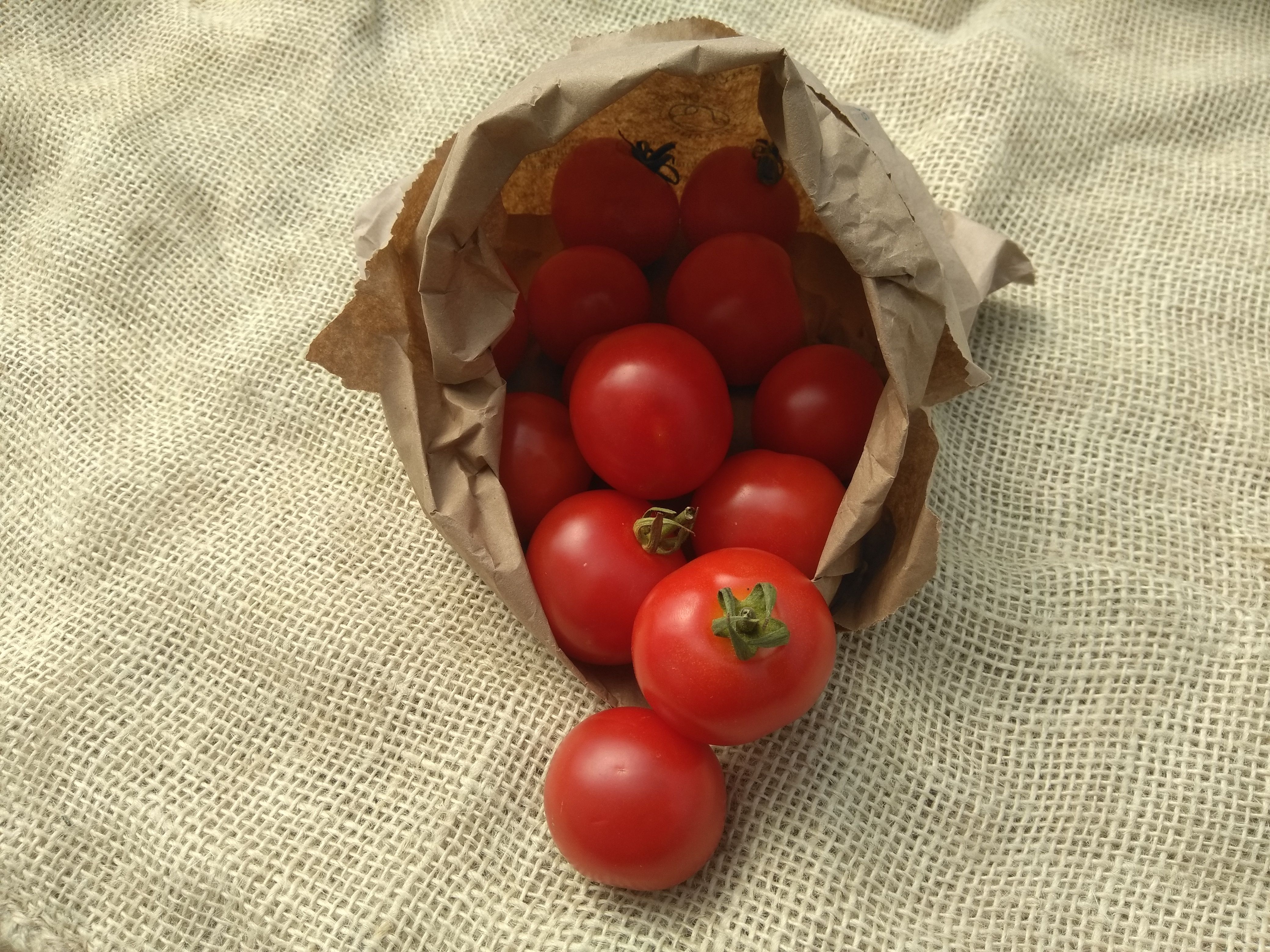 Tomatoes (Forty Hall Farm)
