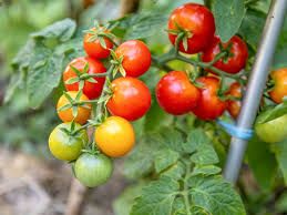 PYO Cherry Tomatoes on the Vine