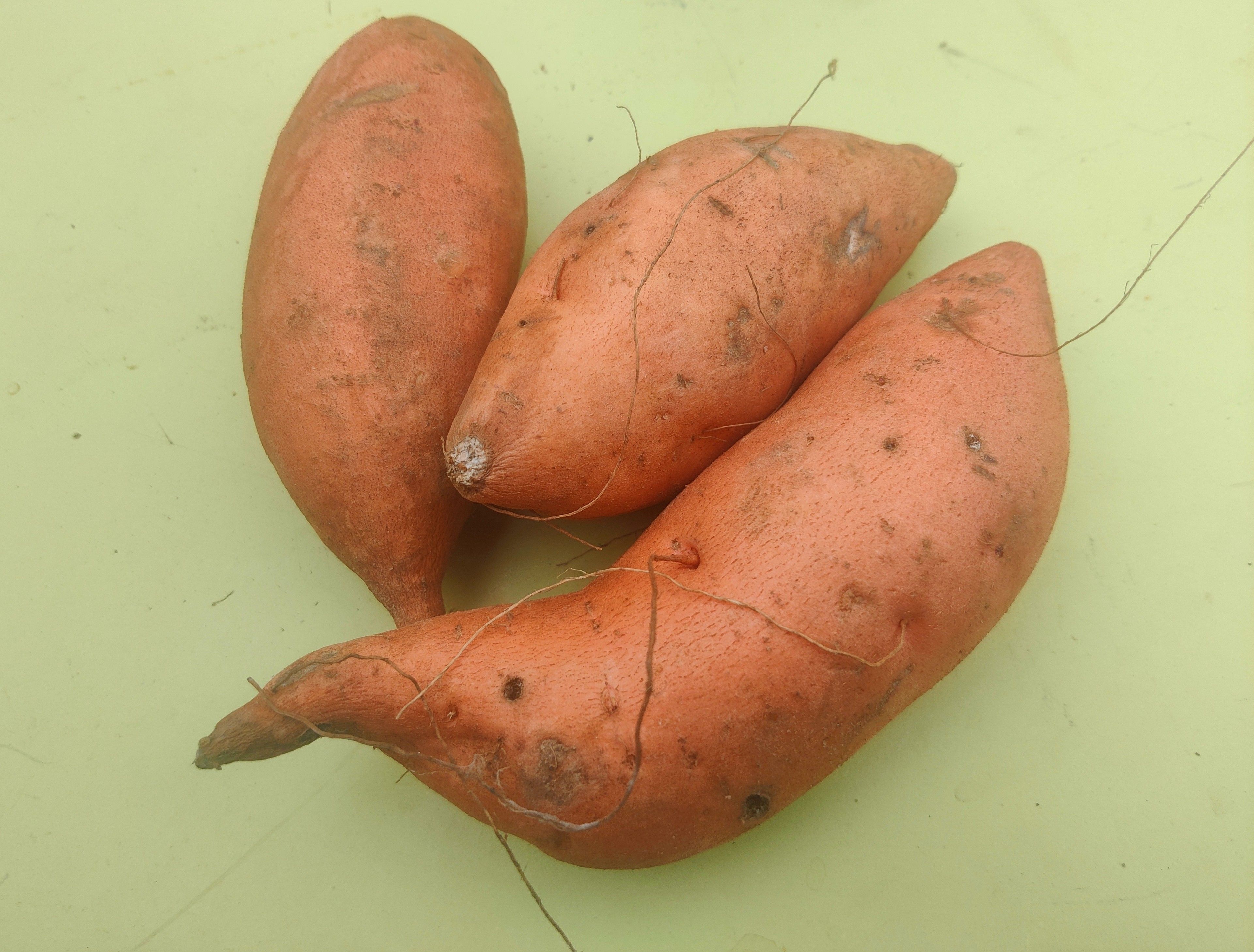 Sweet Potato