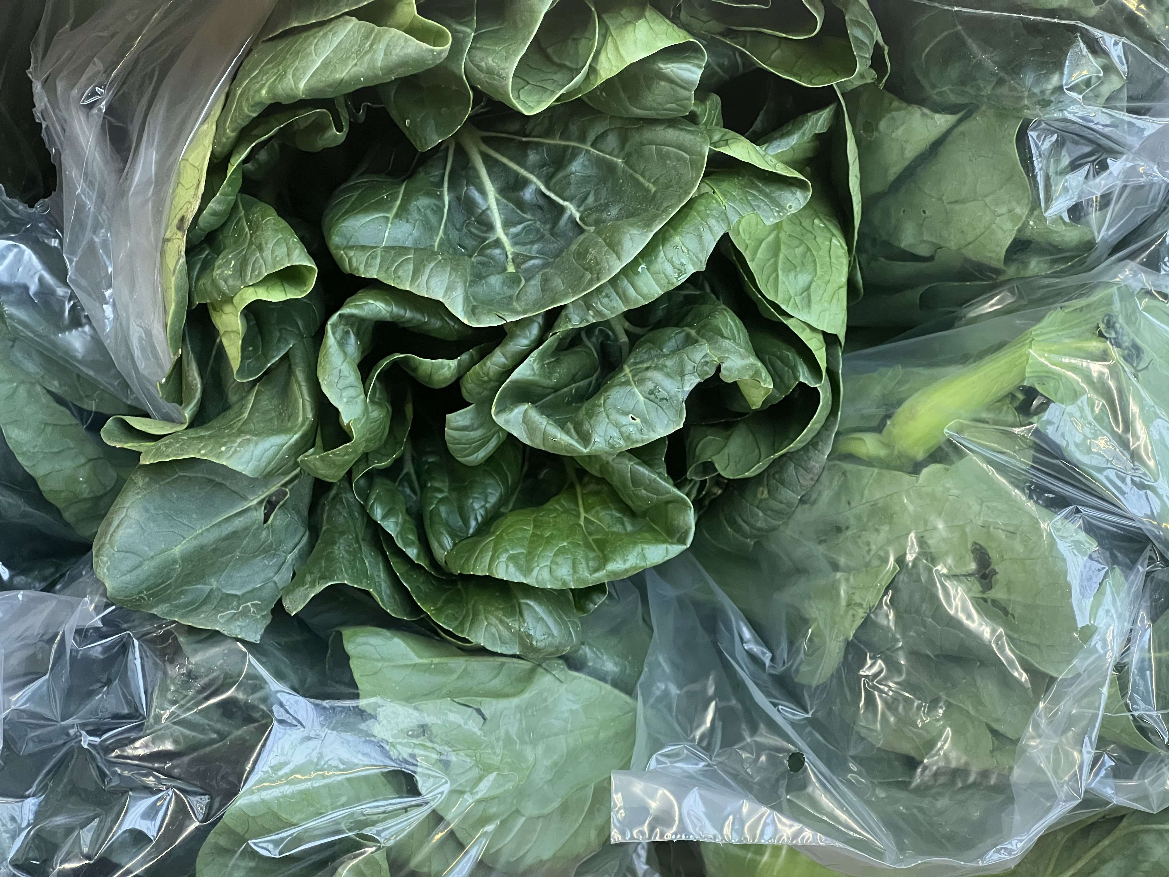 Tatsoi