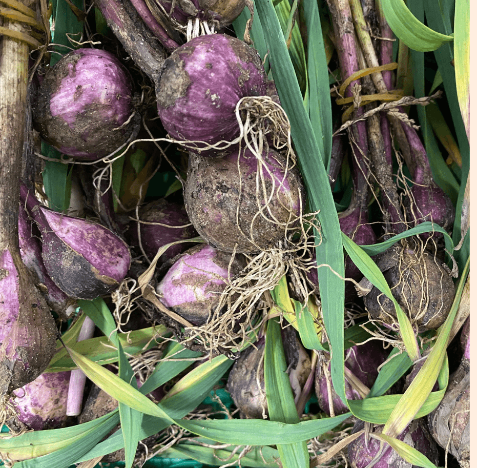 Image of Spring Garlic