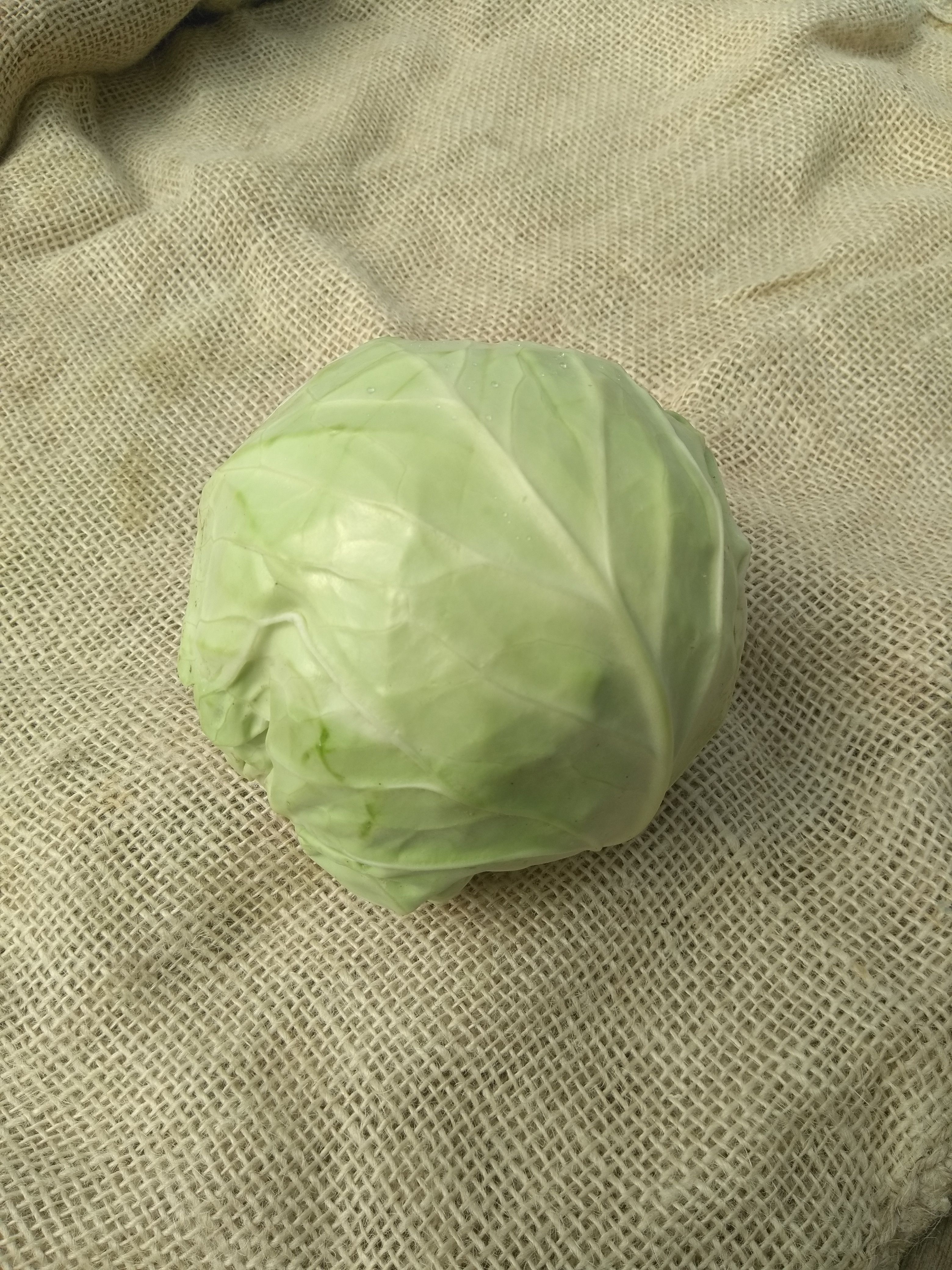 Cabbage