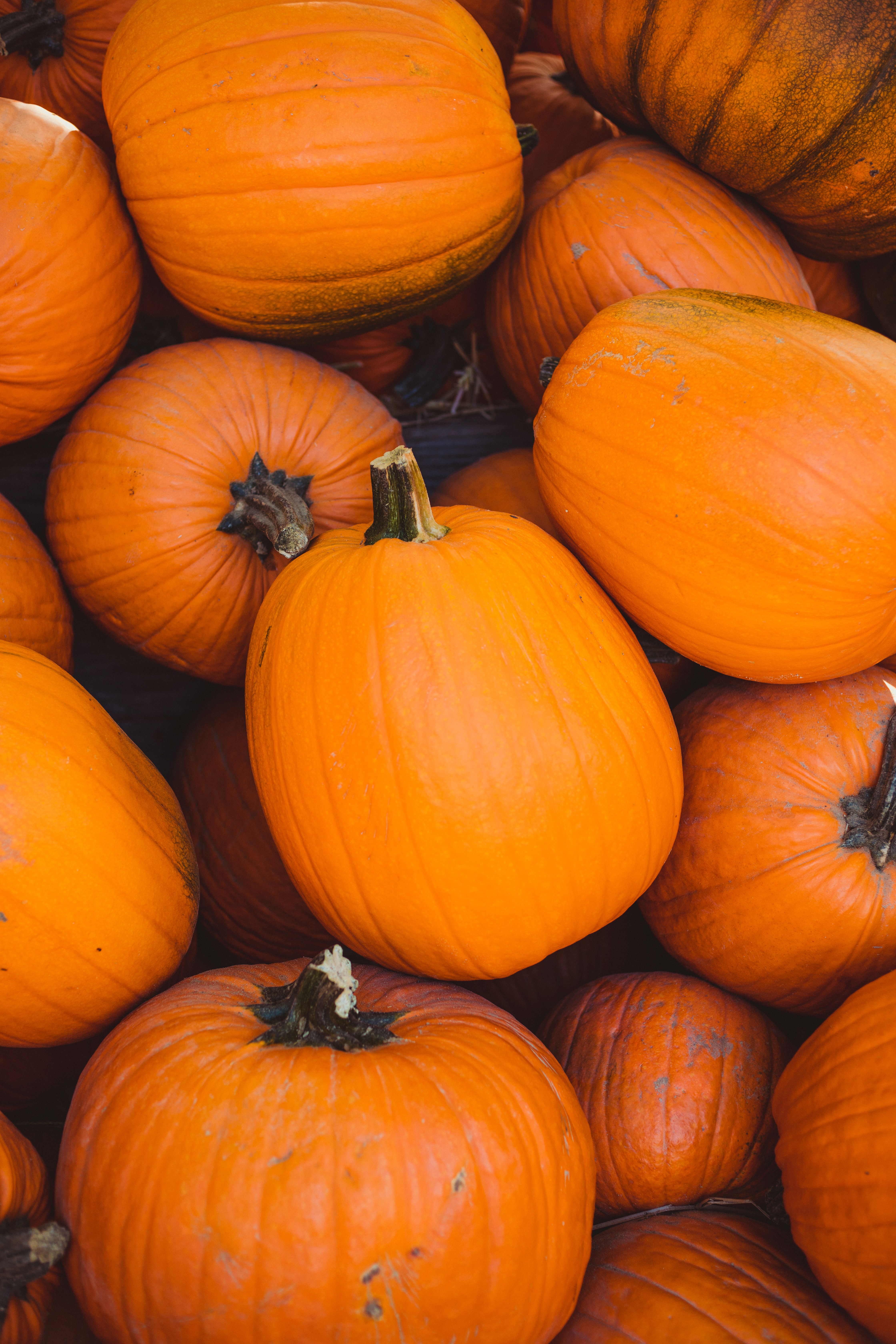 Medium Pumpkin