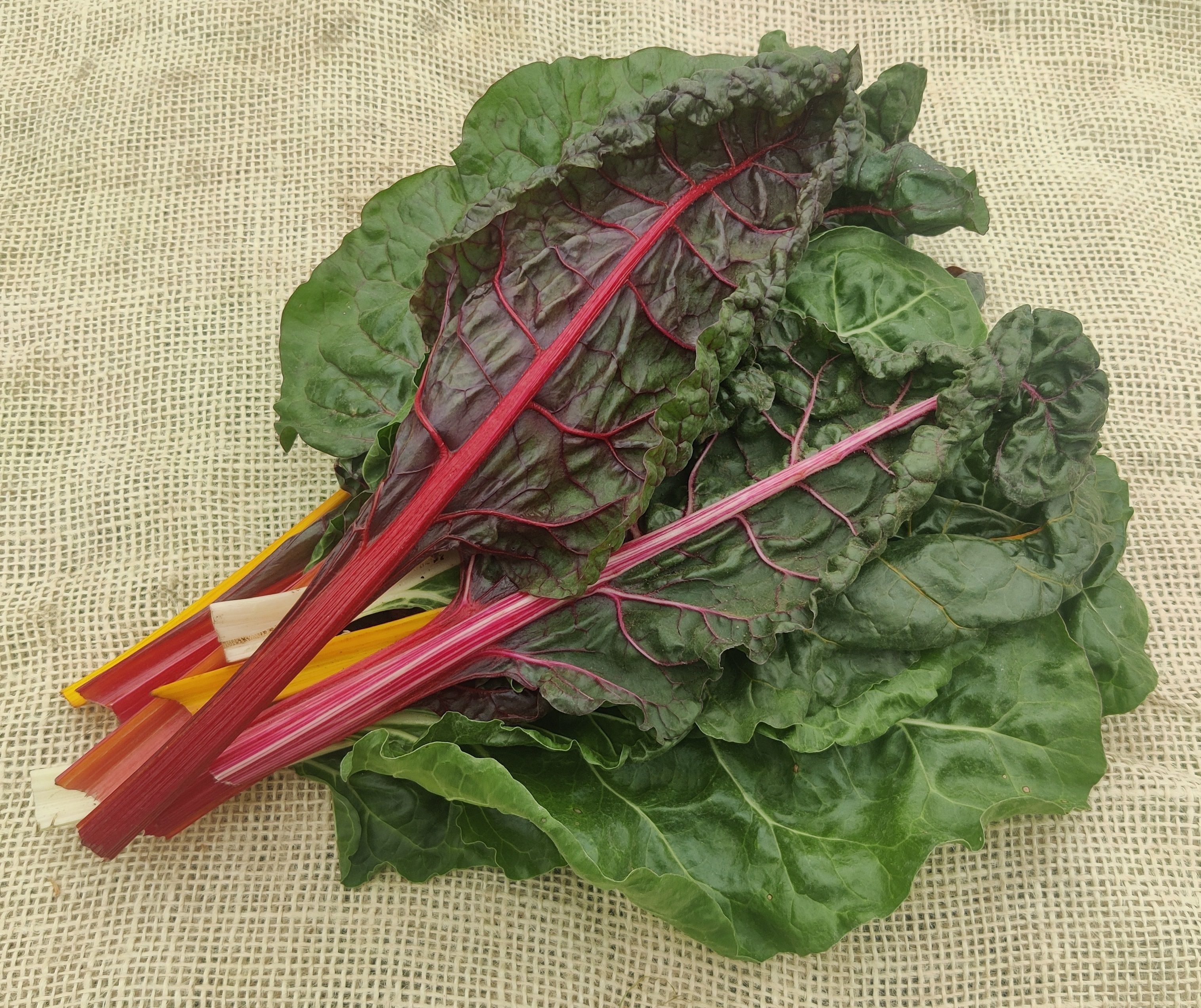 Chard (Forty Hall Farm)