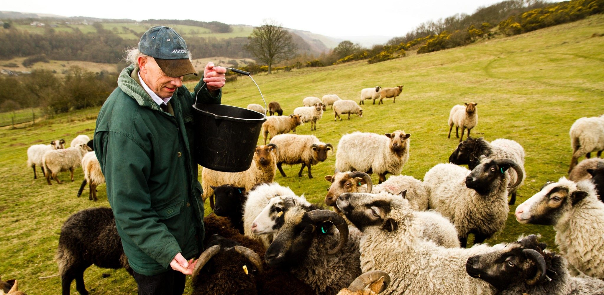 Image of Our Sheep Sanctuary