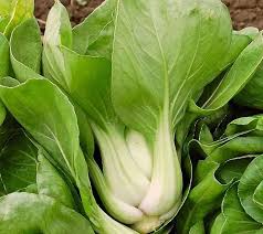 PYO Pak Choi