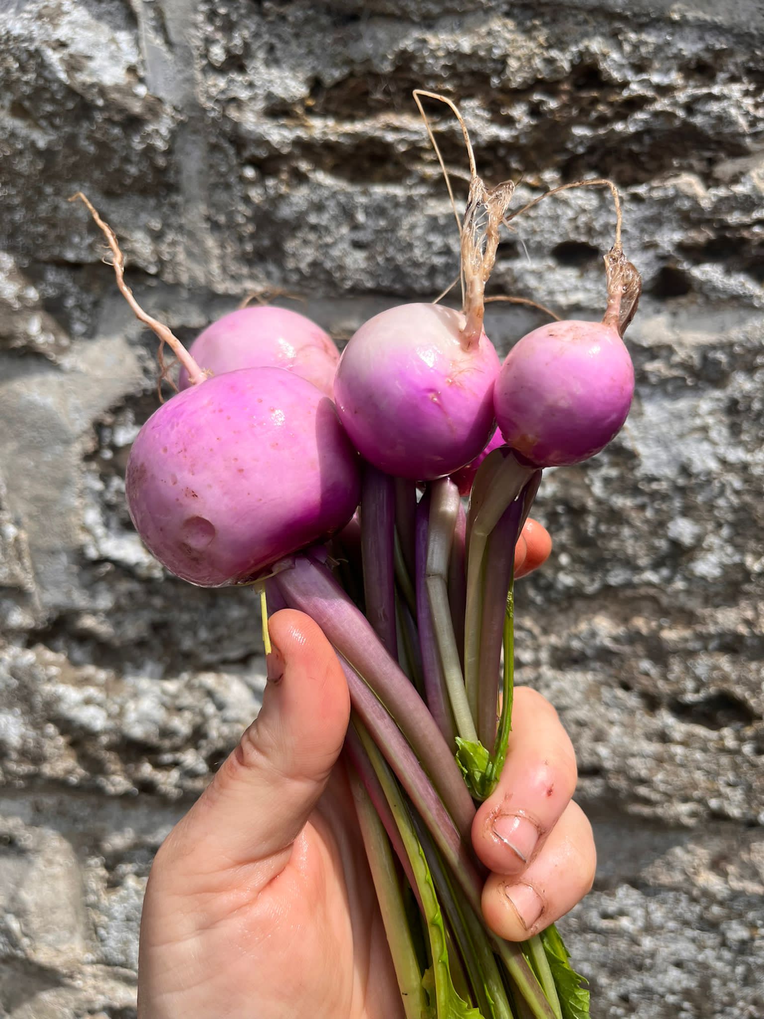 Milan Purple Turnips