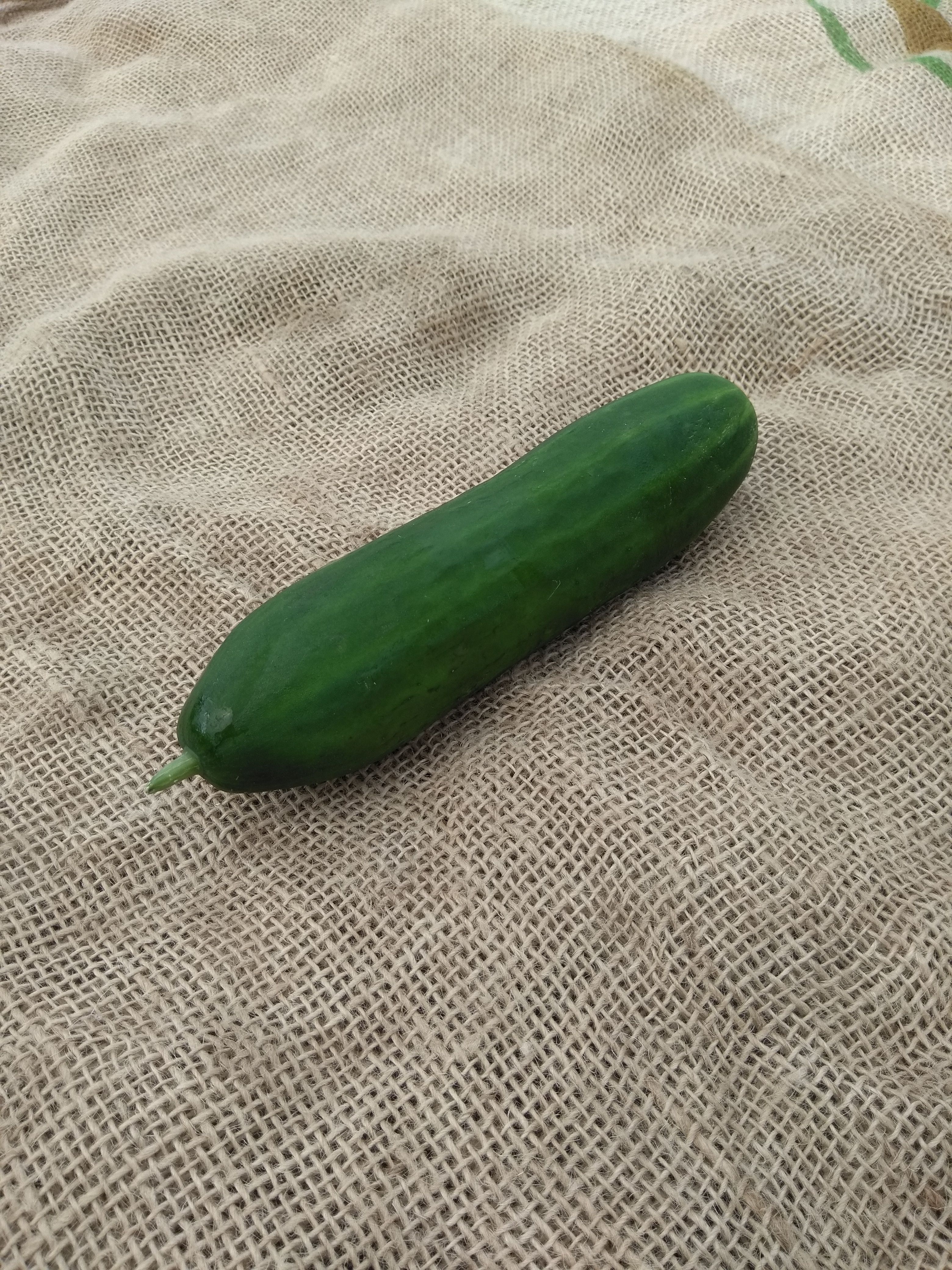 Cucumber (Forty Hall Farm) 