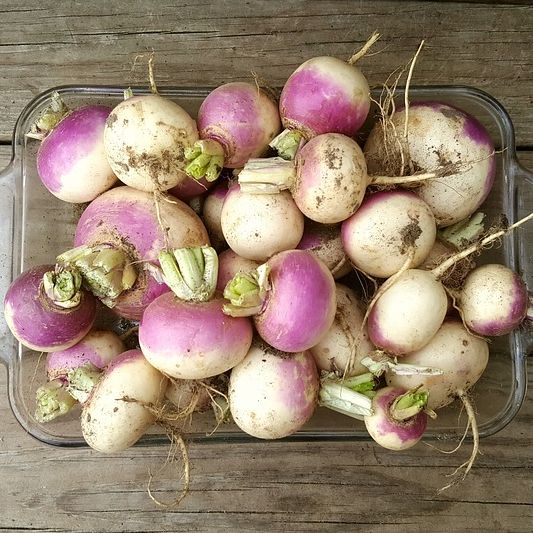 Turnips 'Tokyo' (Bunched)