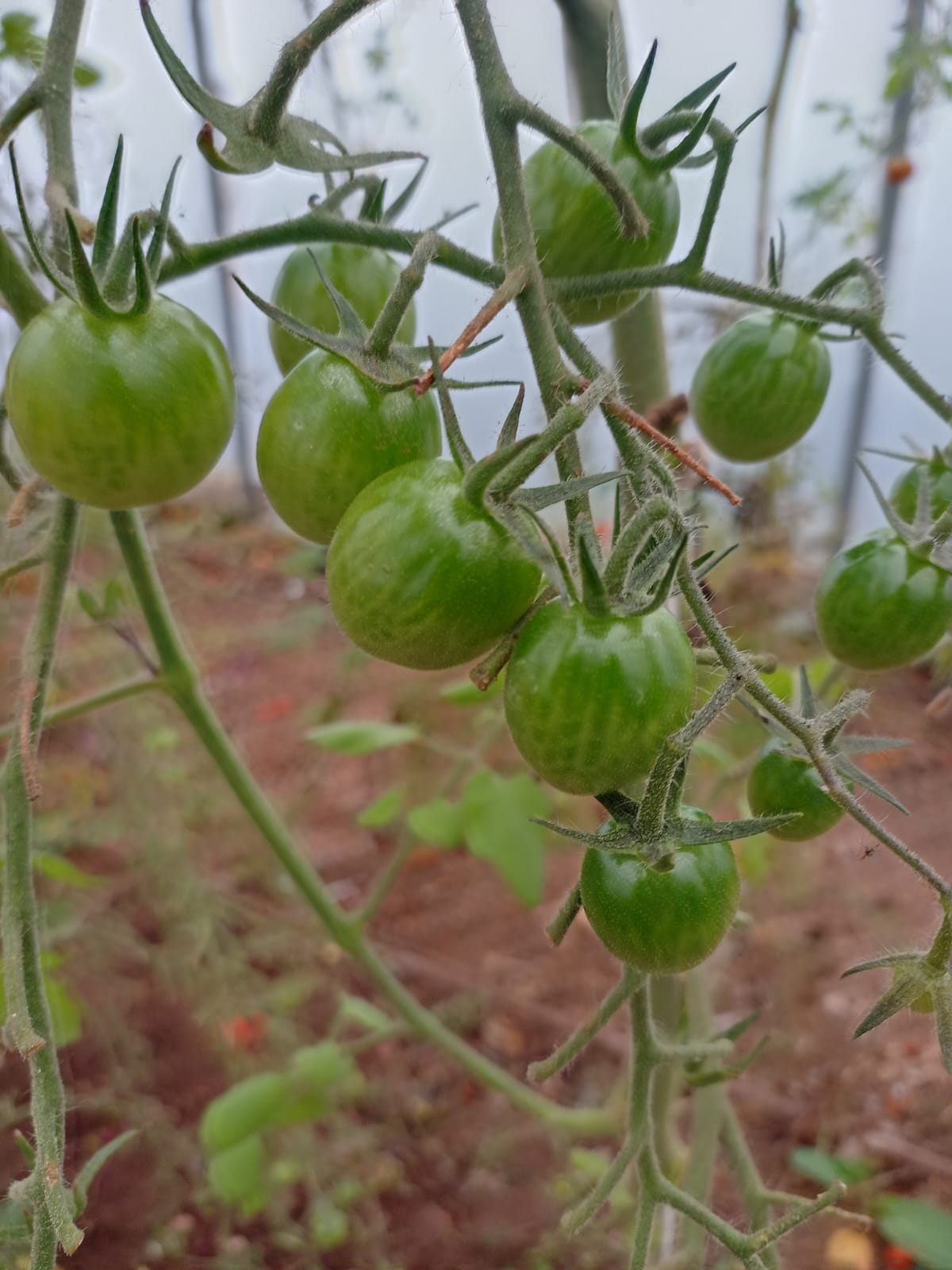 Green Cherry Tomatoes