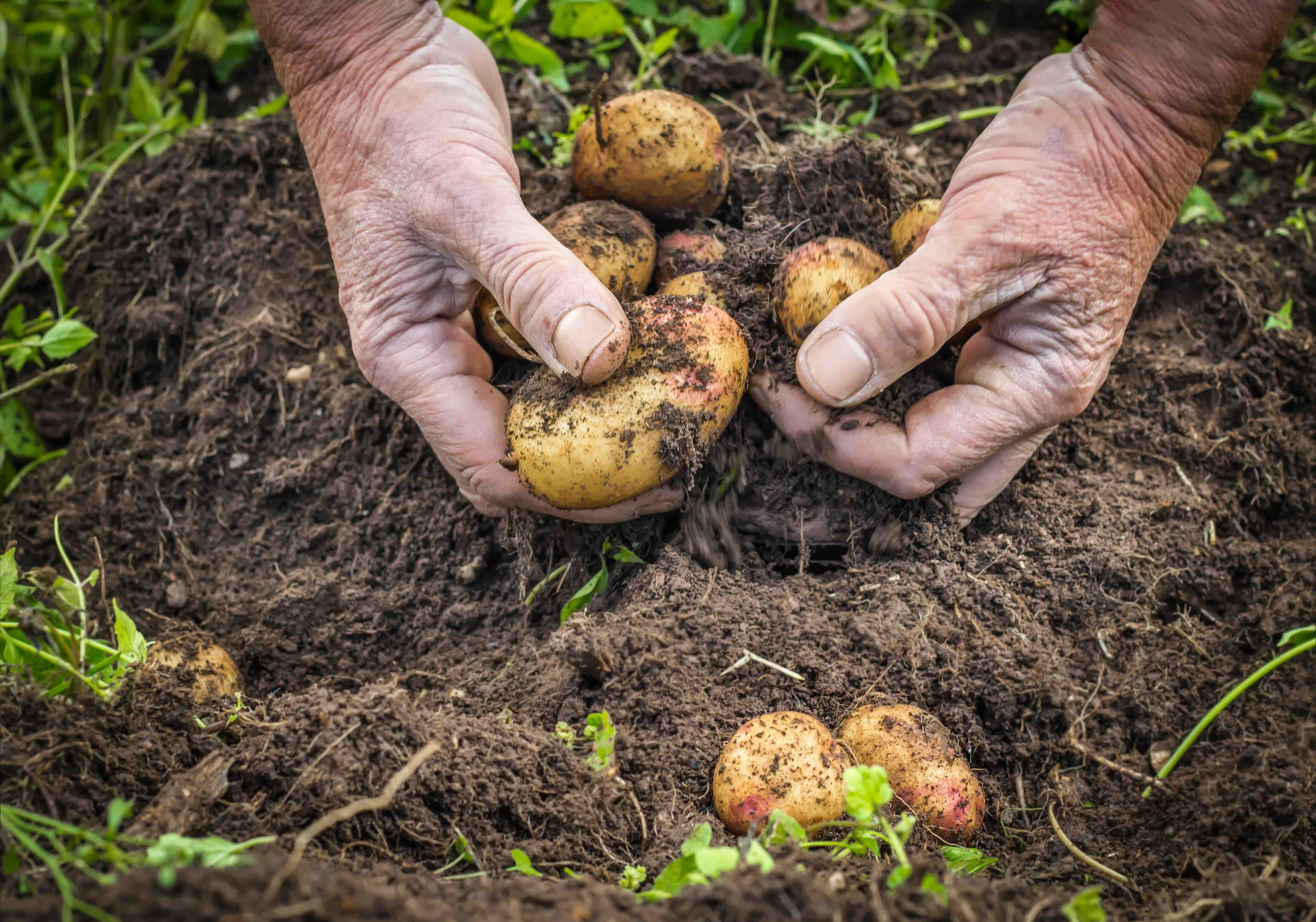 Image of Potatoes 'New' (600g)