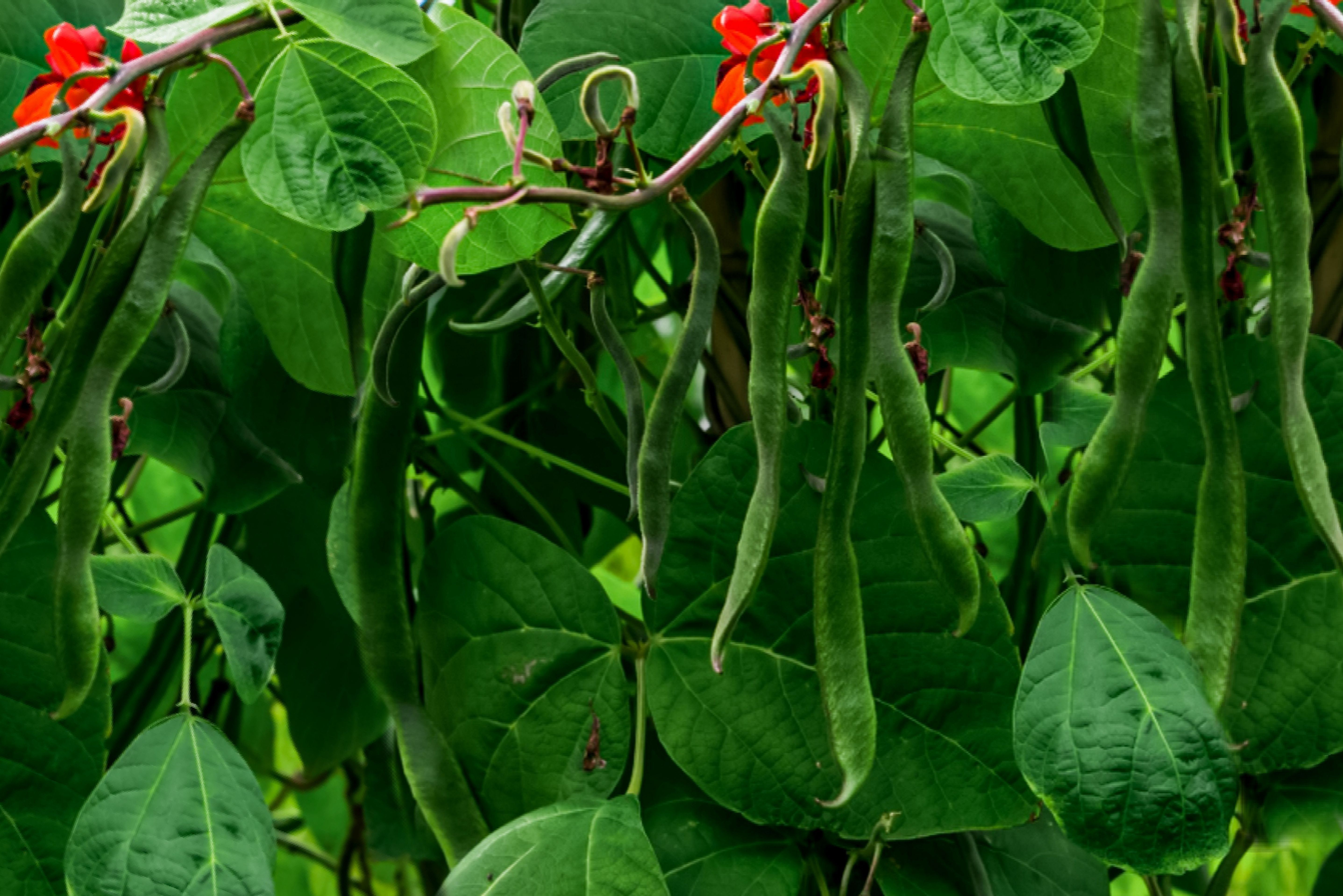 Image of Runner beans