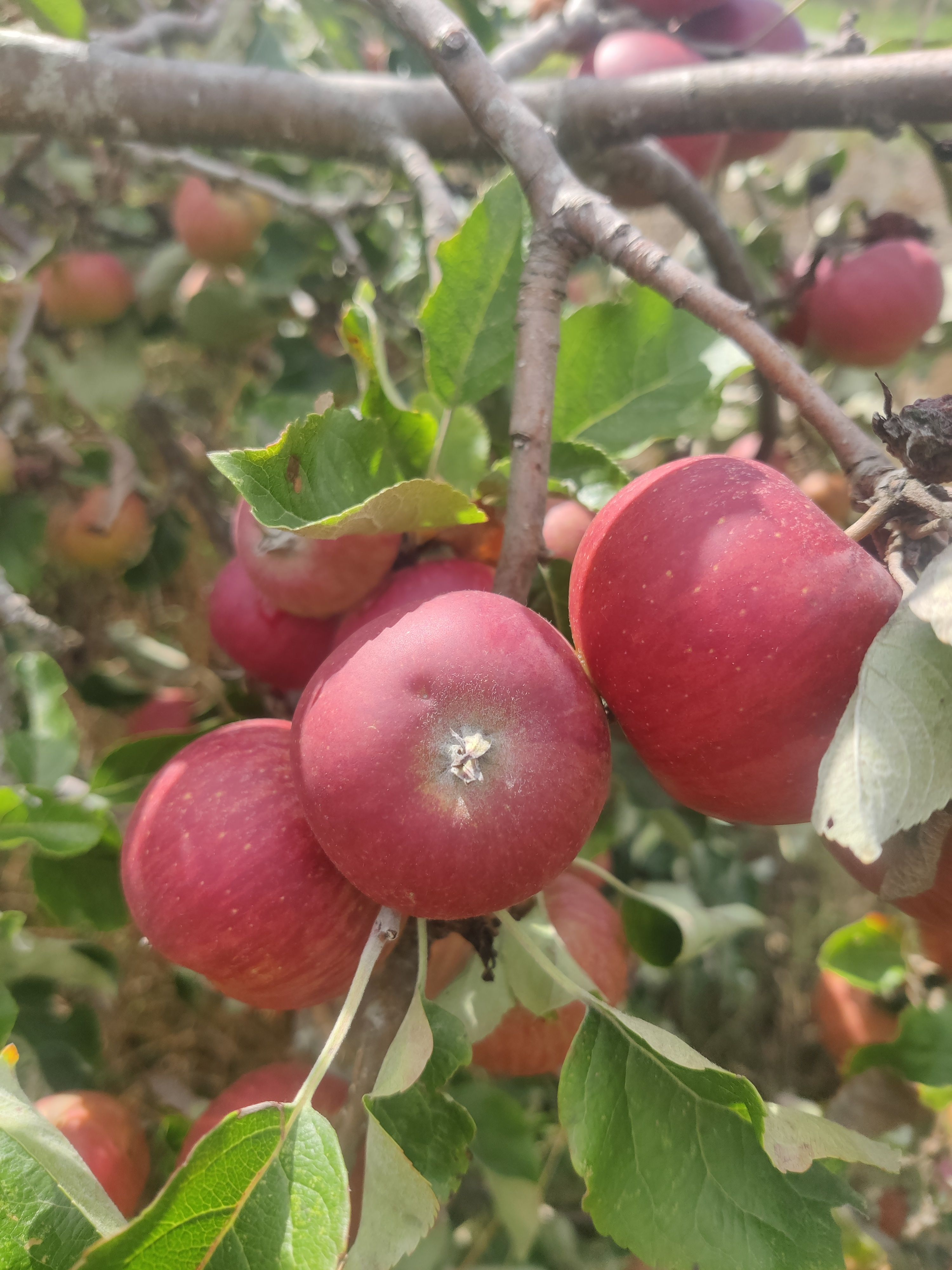 Image of Apples 
