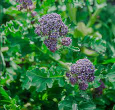 PYO Purple Sprouting Broccoli