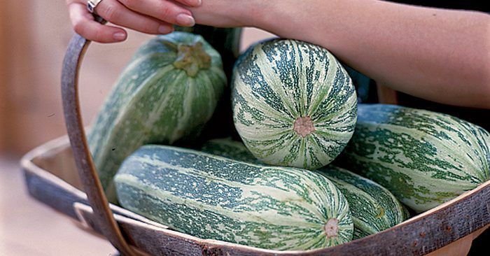 Marrow Grown Organically at The Paddock Smallholding