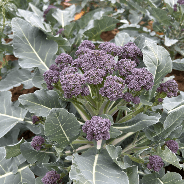 Purple Sprouting Broccoli