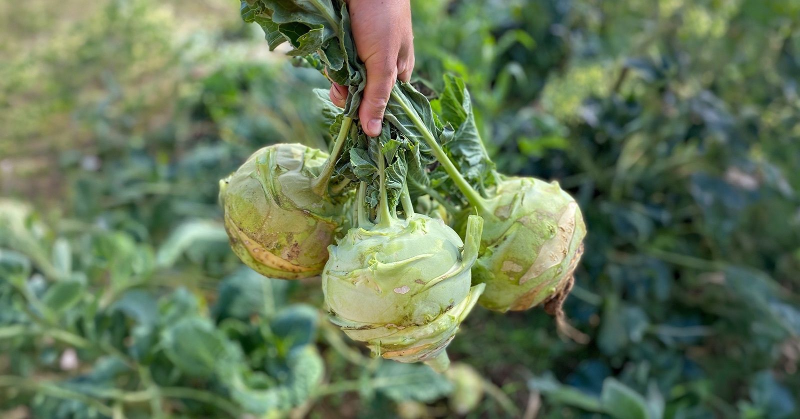 Image of Kohlrabi