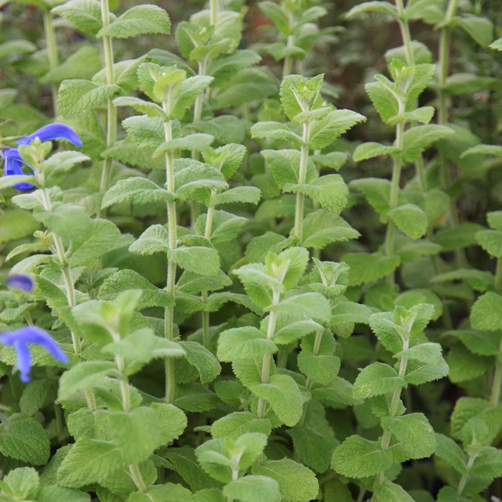 Image of Organically grown Fresh Apple Mint from The Paddock Smallholding: 100g Bunch