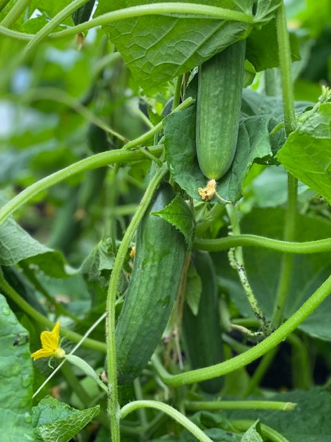 Image of Pickled Cucumber 
