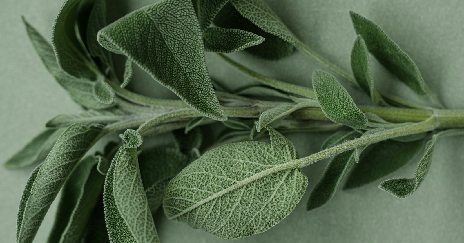 Image of Herbs & Spices