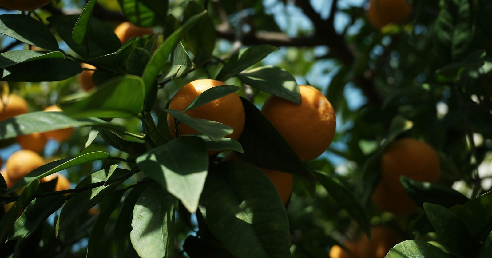 Image of Clementines (500g)