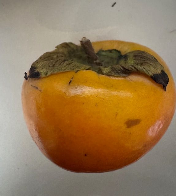Persimmon/Kaki
