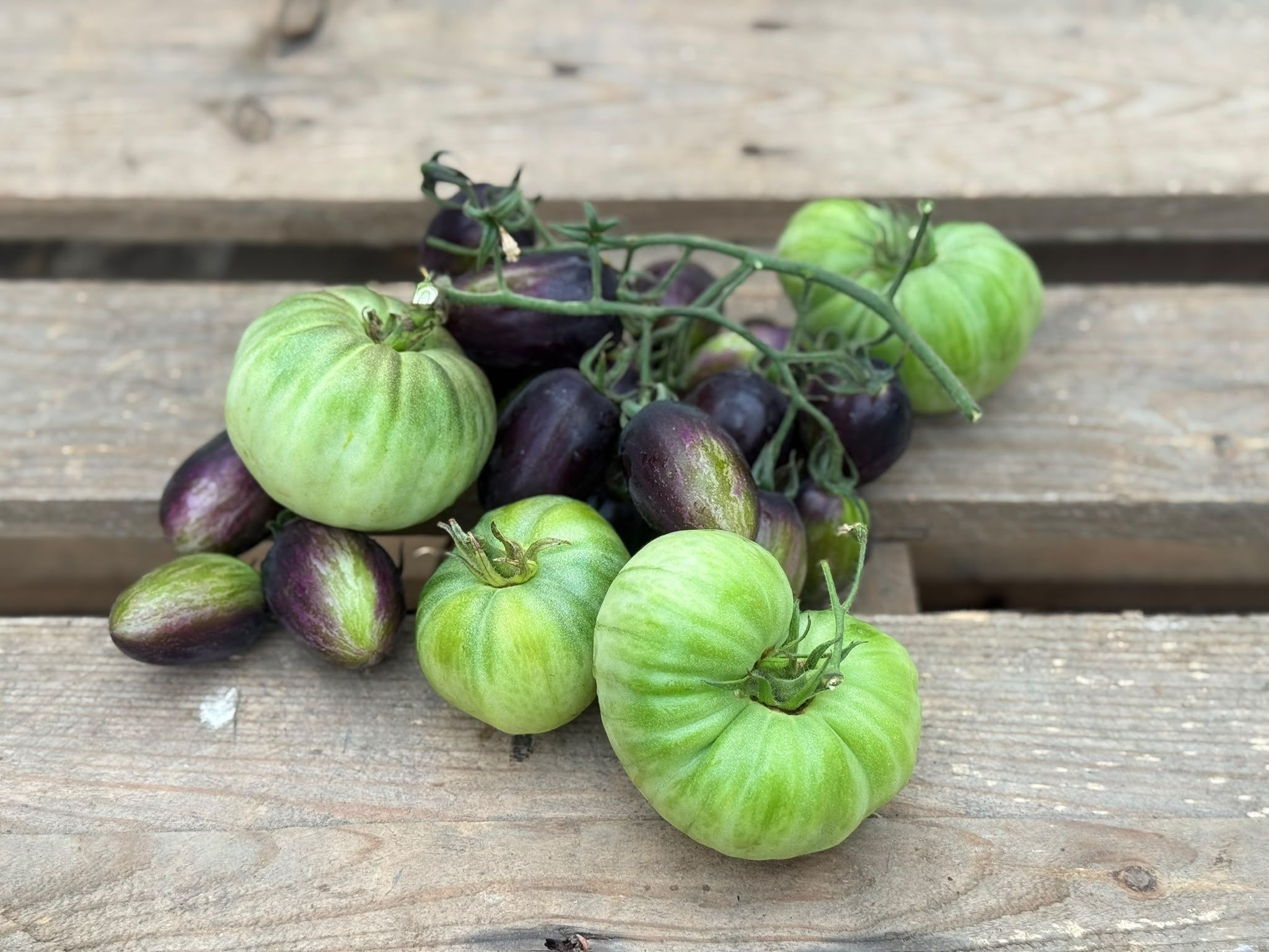 Image of Green Tomatoes