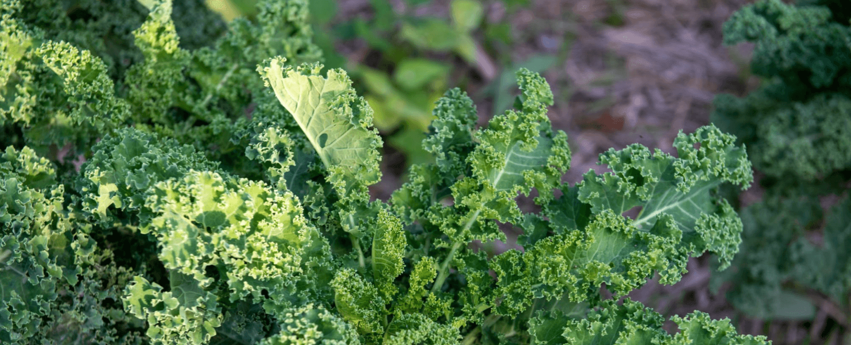 Image of Kale, curly