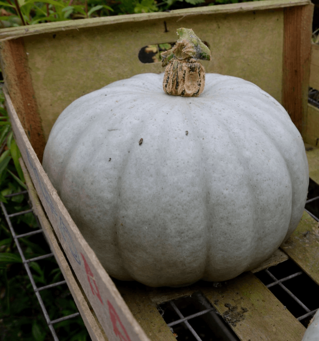 Squash, Crown Prince
