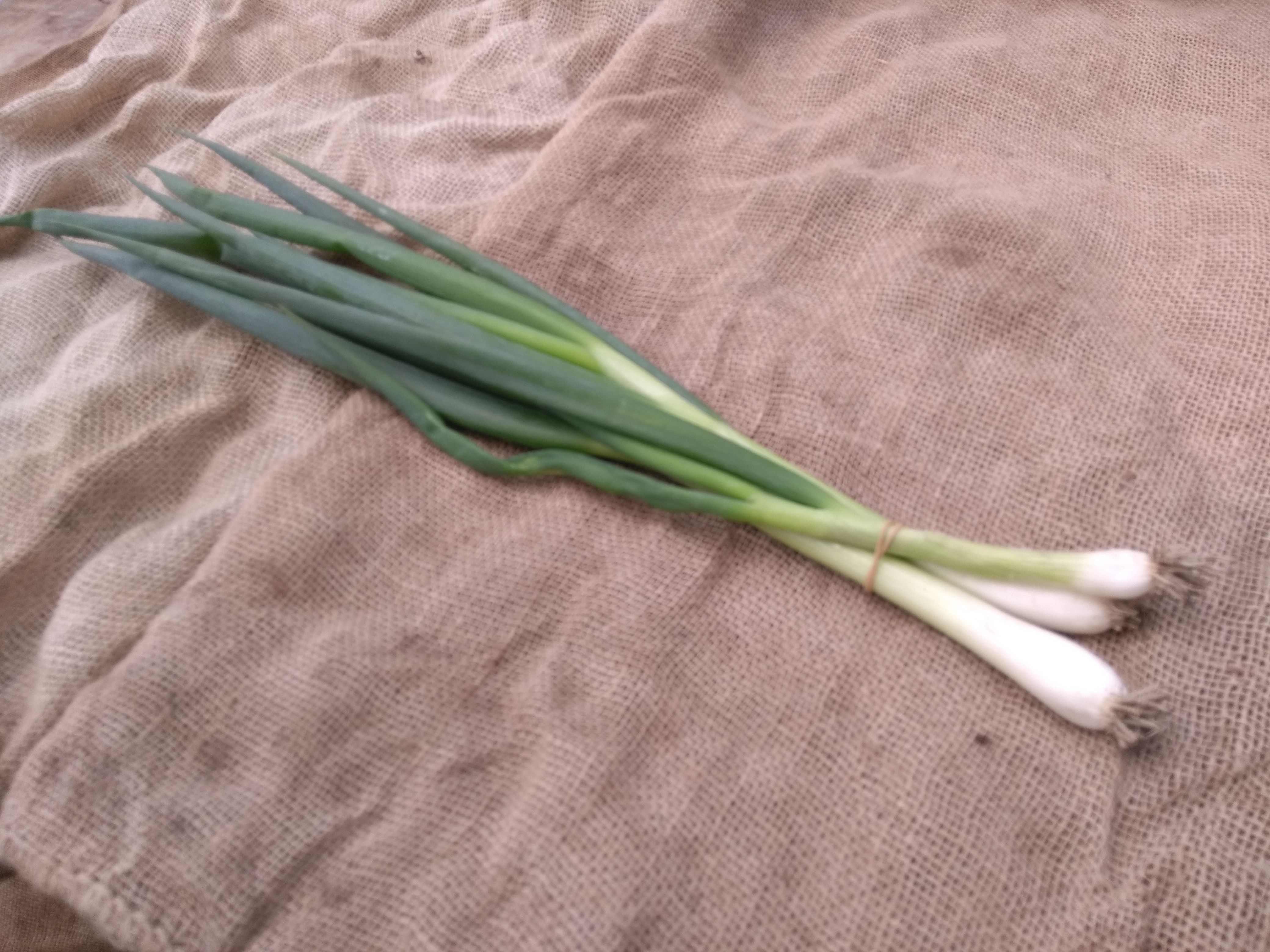 Image of Spring Onions (Forty Hall Farm)