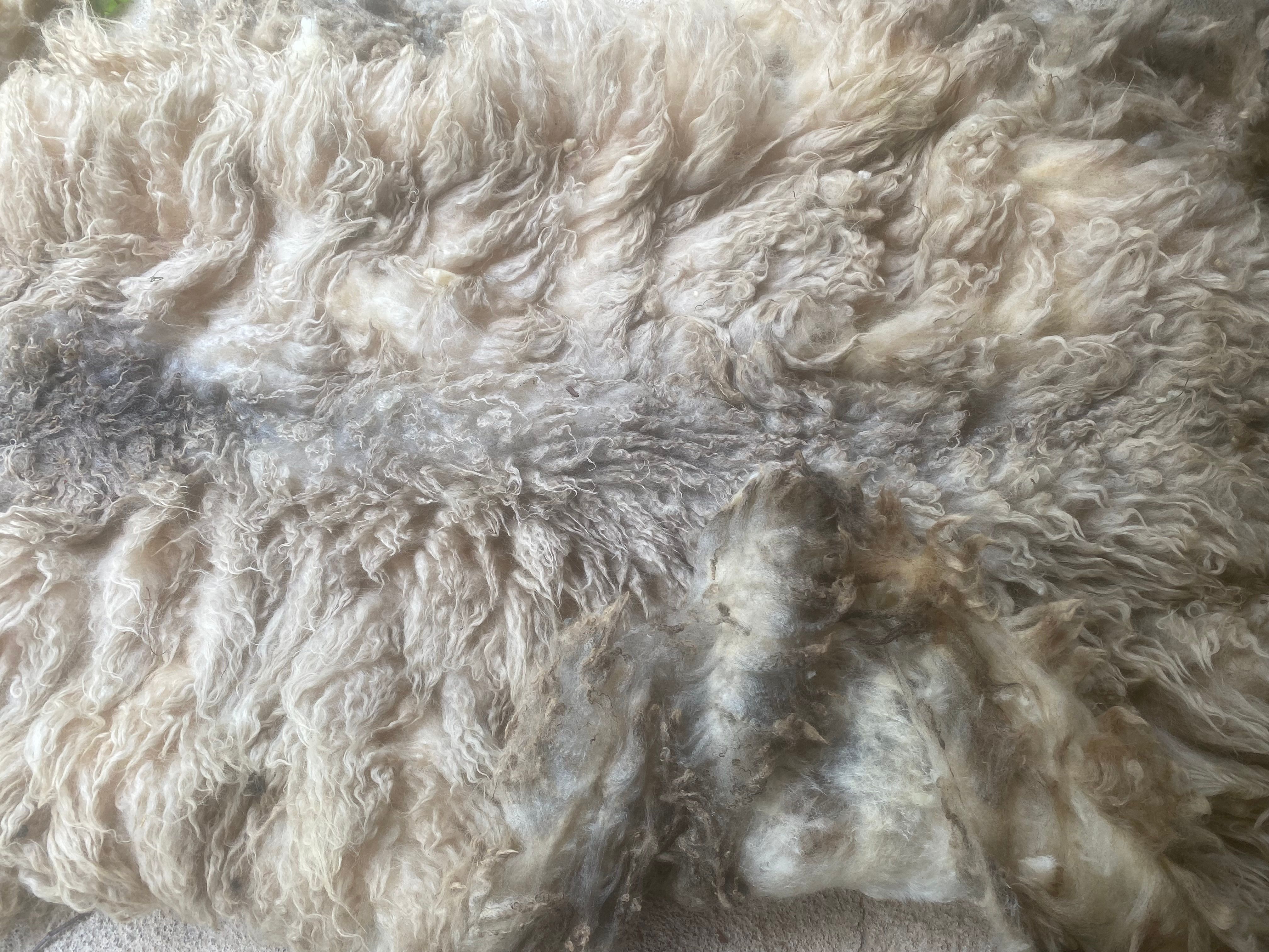 Sheep fleece (unwashed)