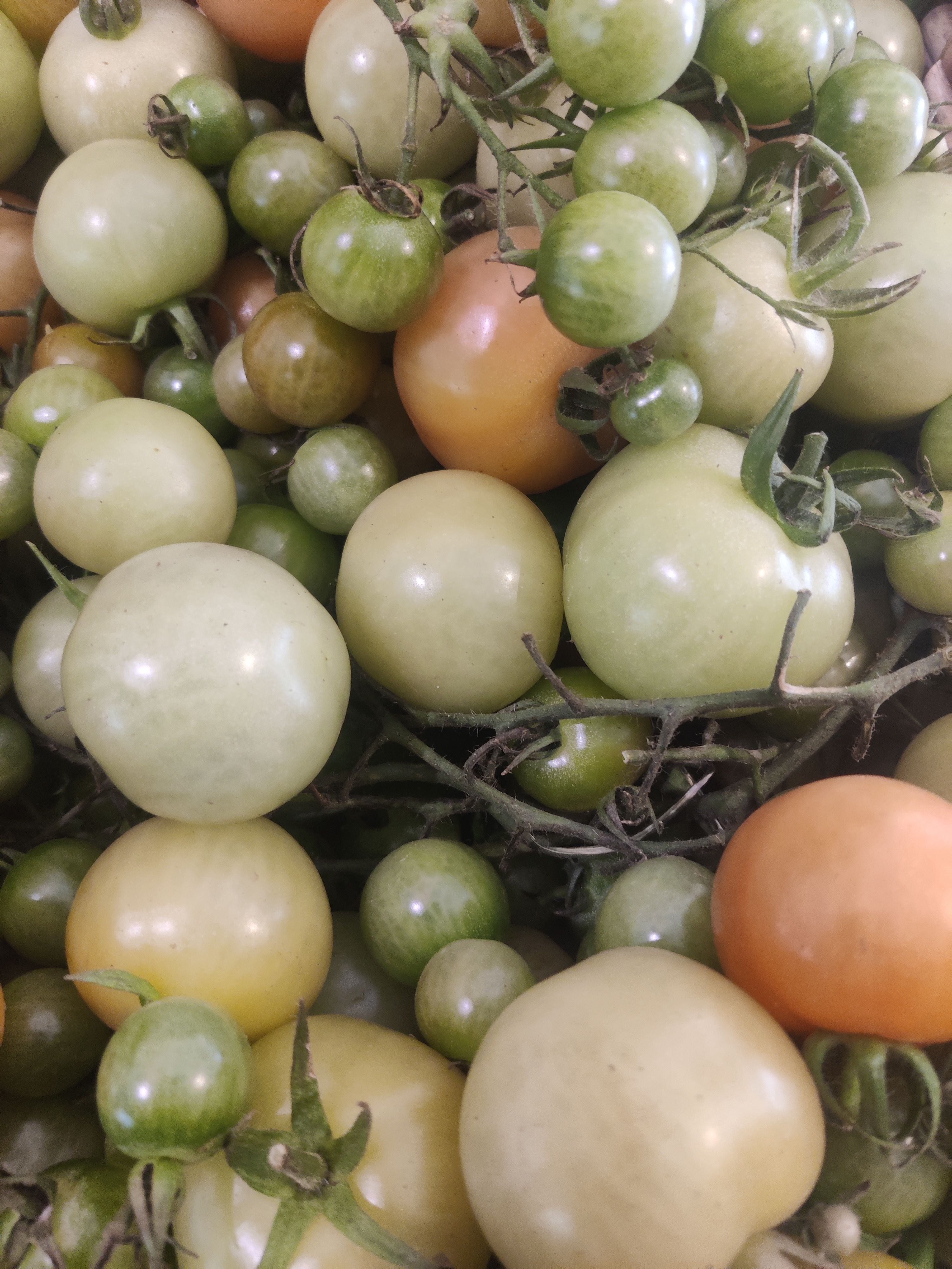 Image of Green Tomatoes (Forty Hall Farm)