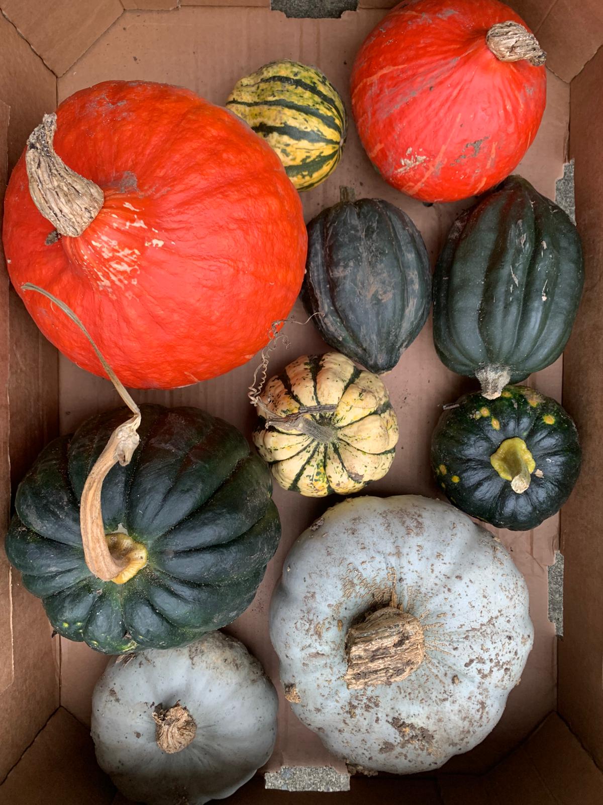 Winter Squash