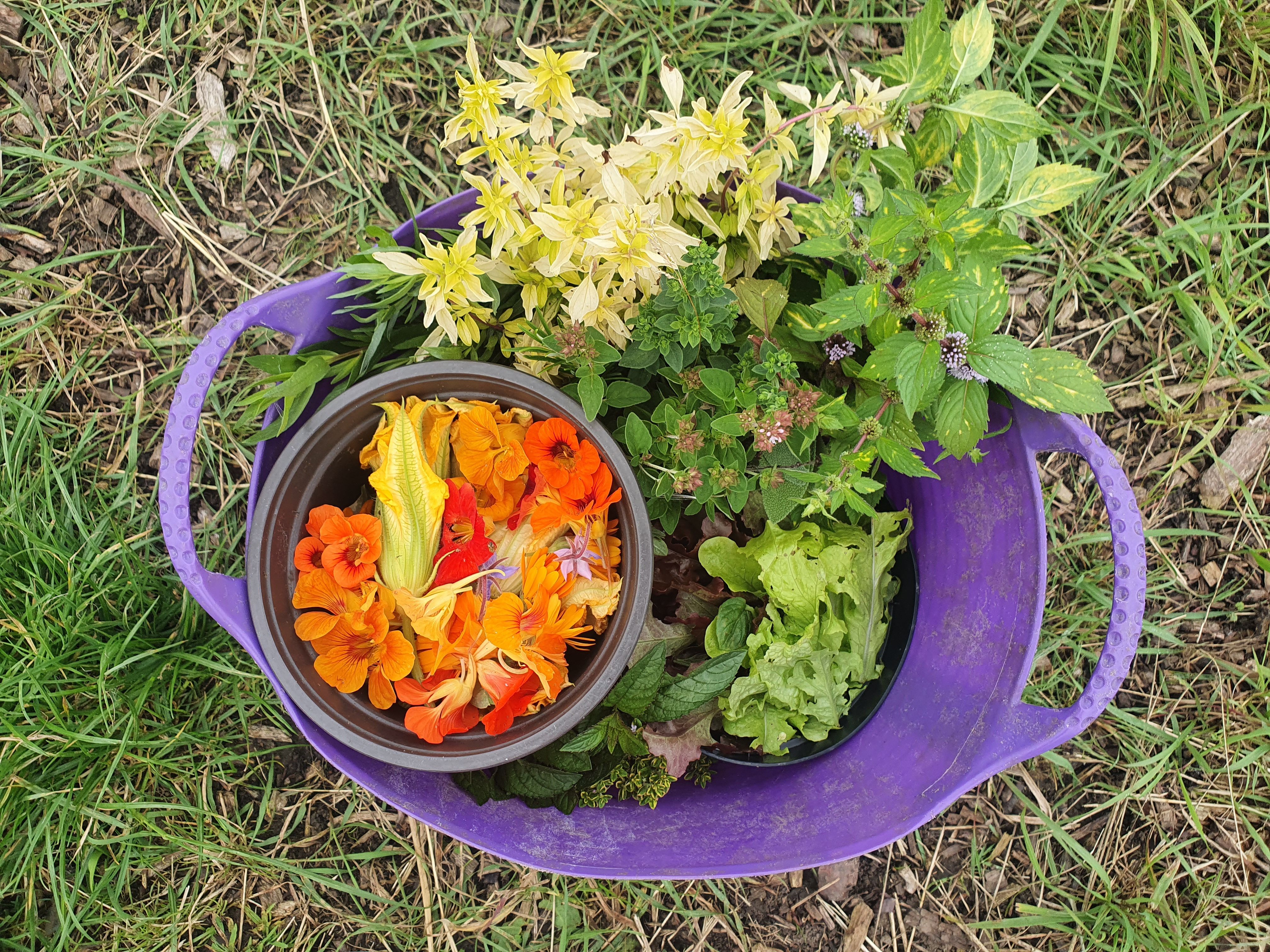 Image of The Paddock Smallholding