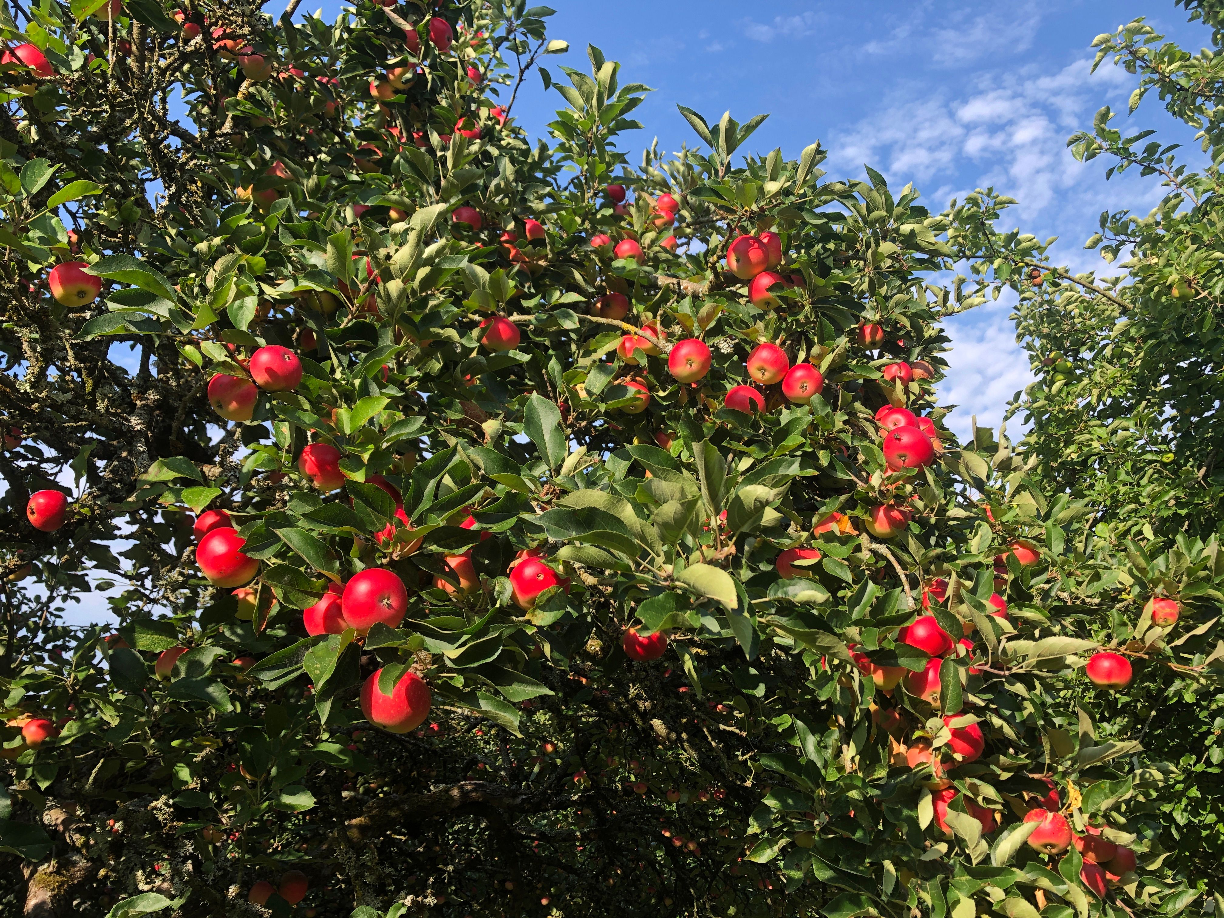 Image of Apple Cider Vinegar