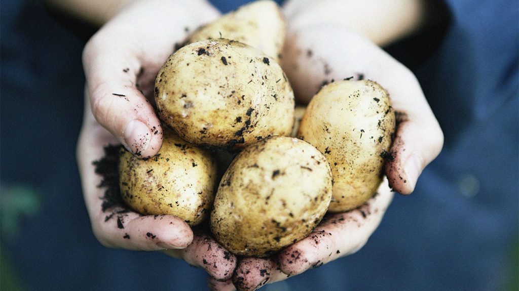 Image of Northumbrian Potatoes