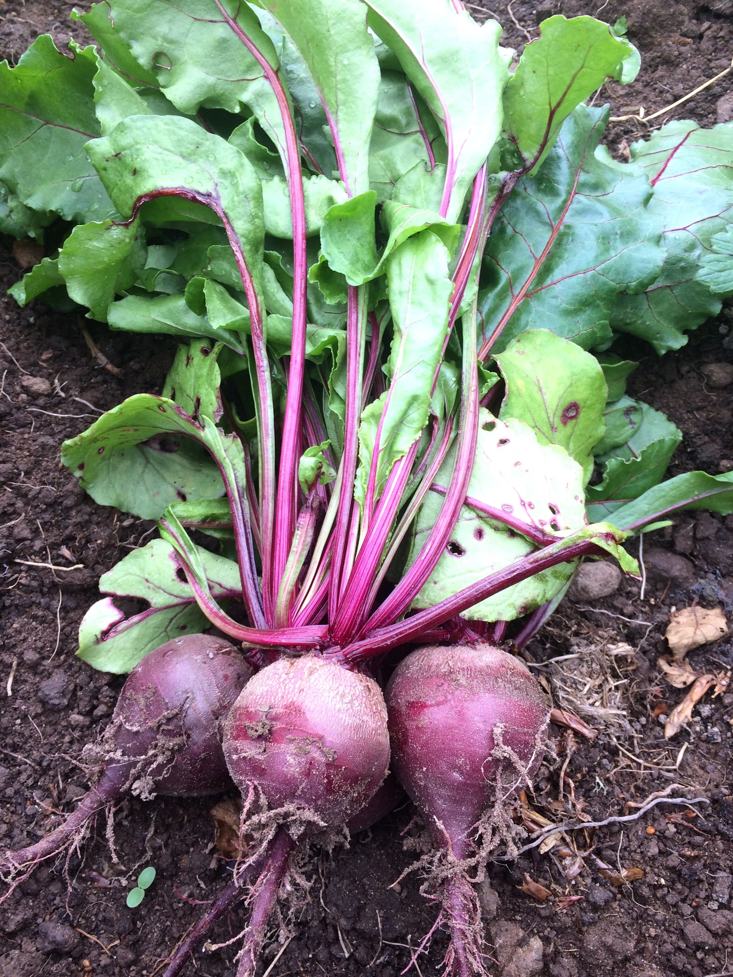 Beetroot bunch with leaves